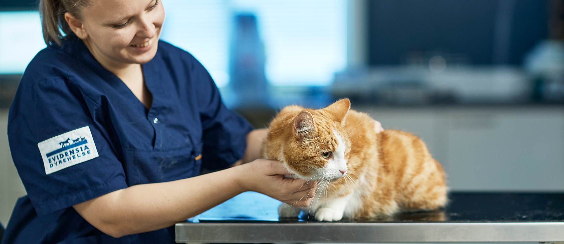 Dyrepleier hos Evidensia koser med en katt