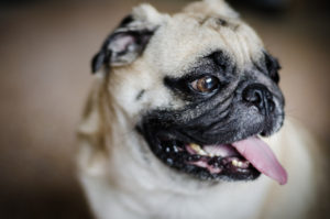 Hund som kan få BOAS-gradering hos Evidensia Volvat Dyreklinikk
