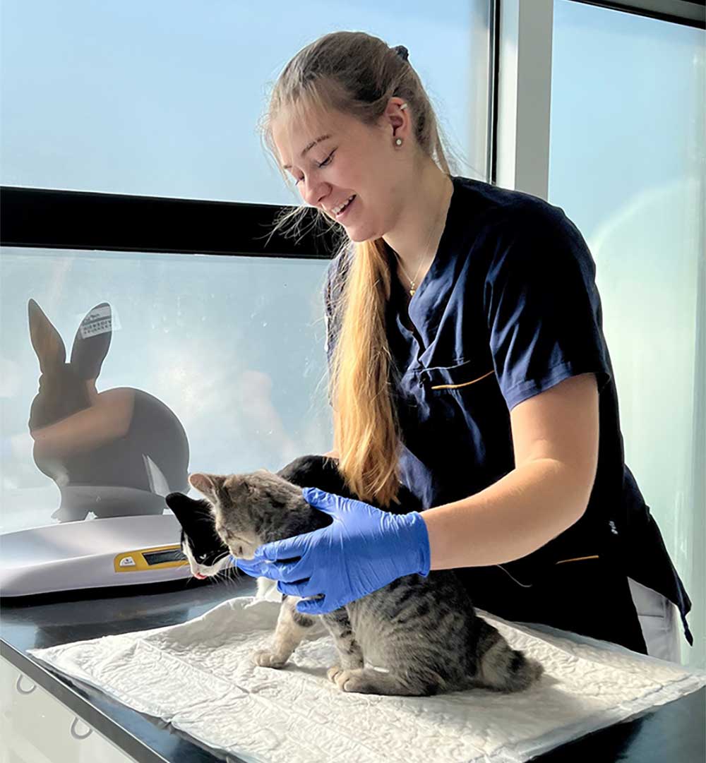 Kattunger til helseundersøkelse hos veterinær ved Evidensia Rogaland Dyresykehus