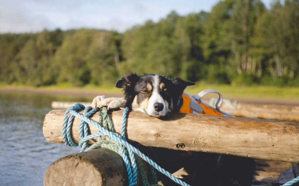 8 tips til en trygg sommerferie med hund ved sjøen