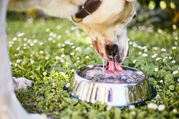 Det er viktig for hunder å få i seg nok vann på varme sommerdager