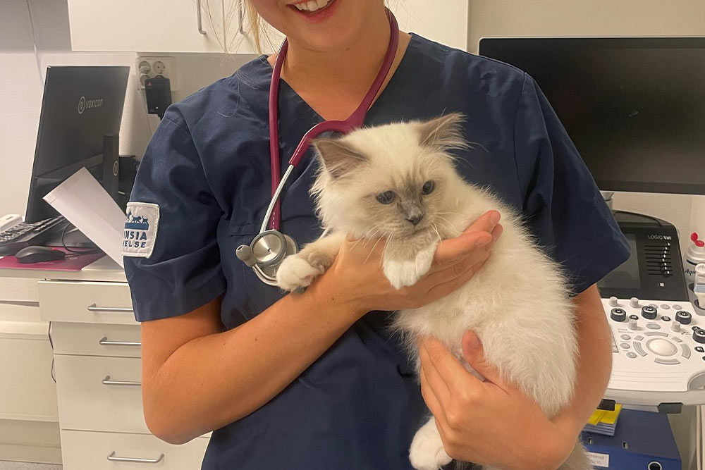 Veterinær holder katt i armene