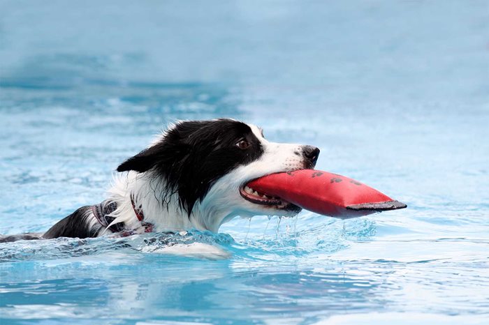 Hund apporterer leke i vann