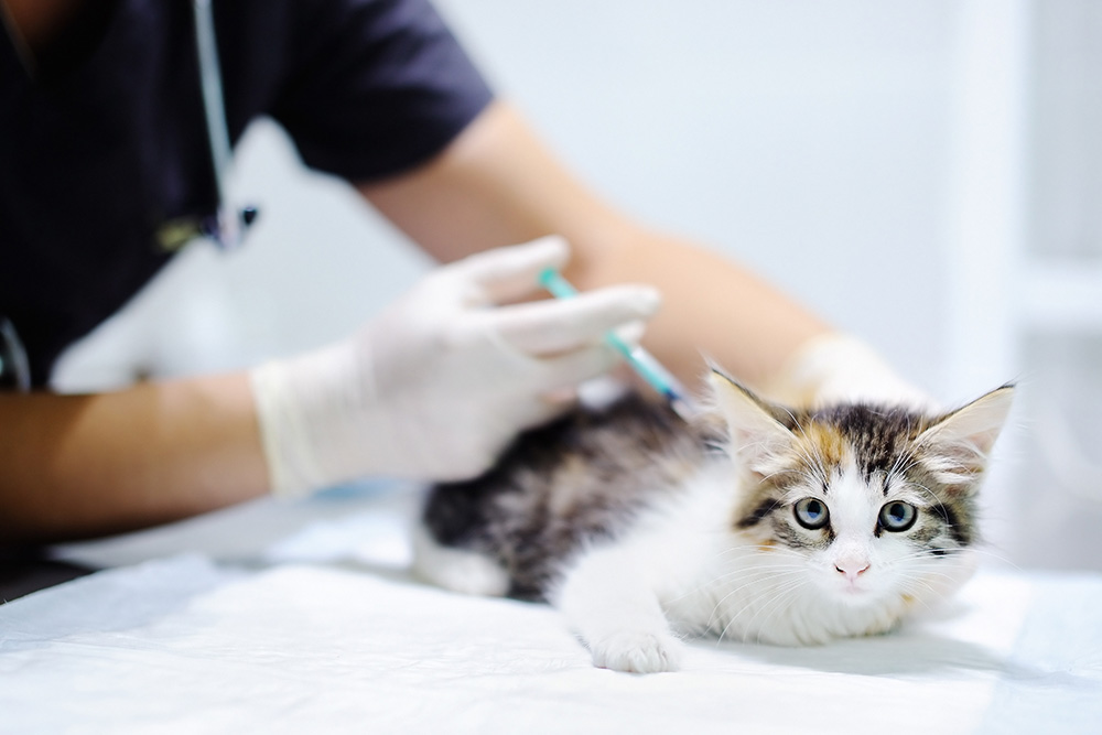 Katt blir vaksinert