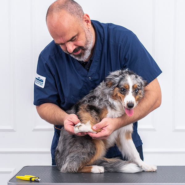 Veterinæren tipser om hvordan du gjennomfører en ukentlig sjekk av poter og klør på din hund
