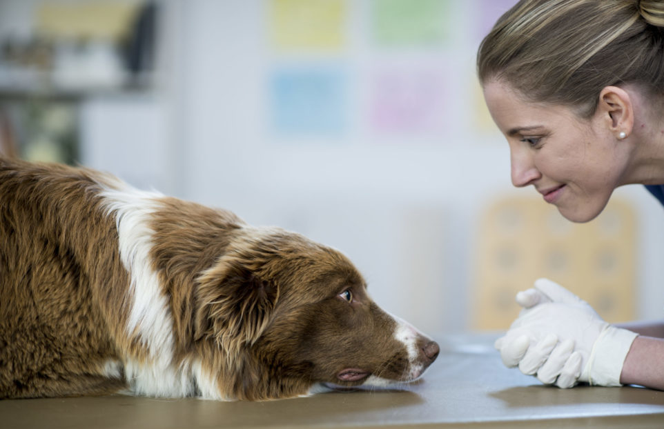 Veterinær og hund ser på hverandre