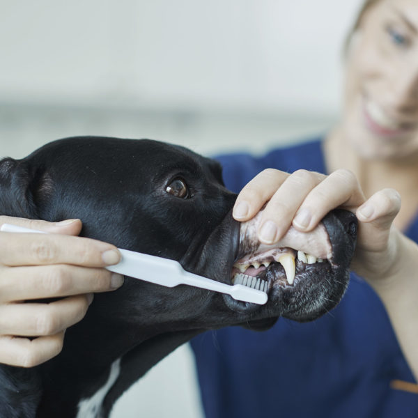 Evidensias tannskole for hund - avsnitt 3