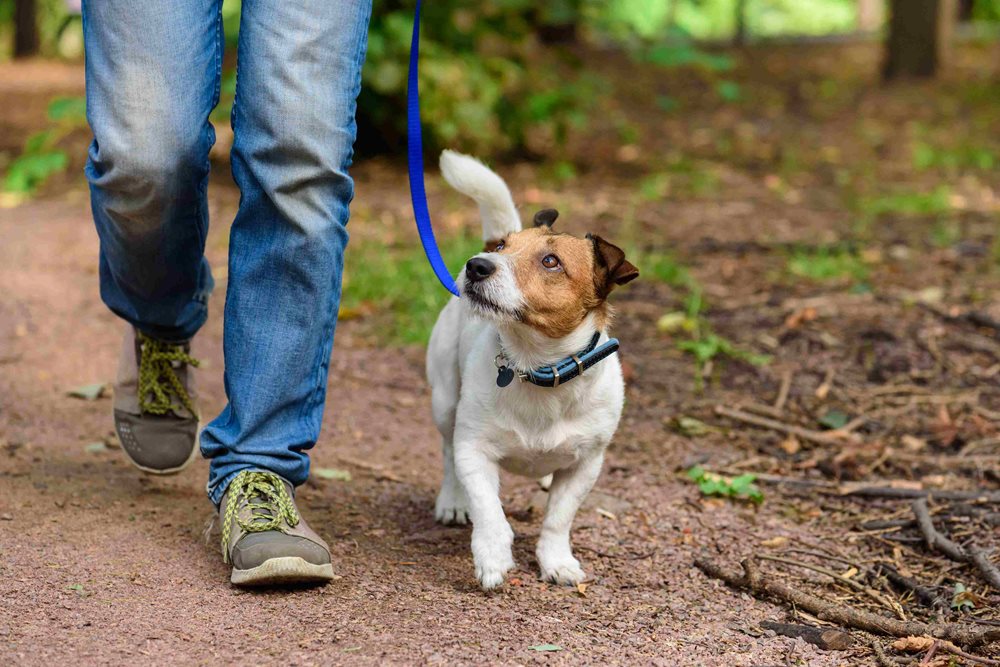 Visse hunderaser er predisponert for Cushings sykdom, som for eksempel pudler og terrier-raser.
