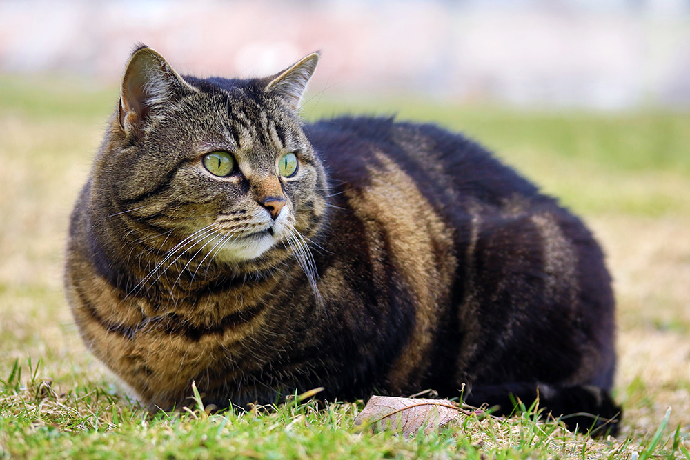 Overvekt hos katt