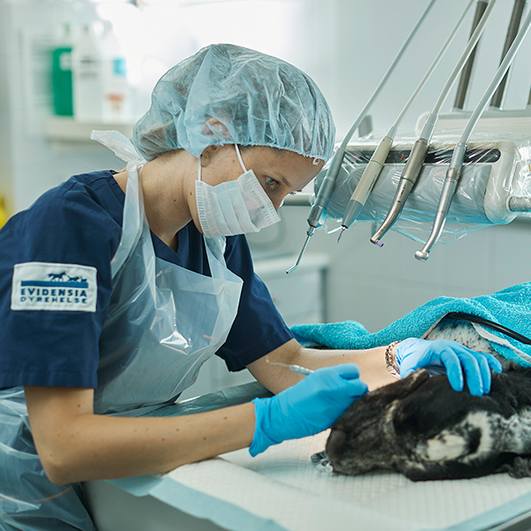 Veterinær opererer et sykt kjæledyr