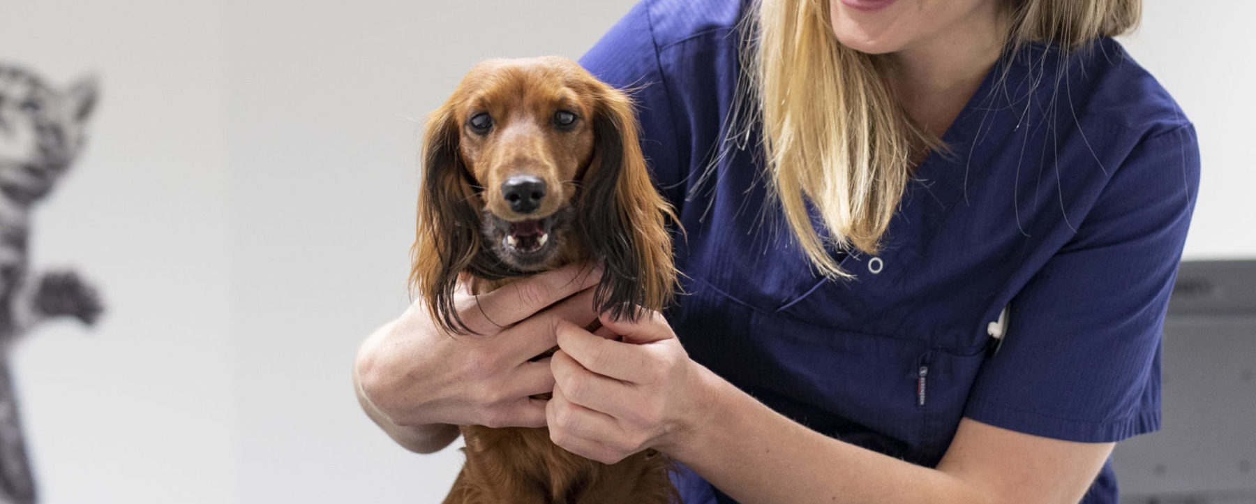 Evidensias tannskole for hund - avsnitt 1