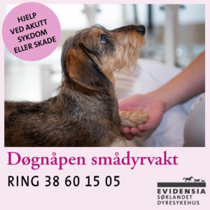Kristiansand Dyreklinikk er tilbyr døgnåpen dyrlegevakt, ring 38 60 15 05 for hjelp ved akutt sykdom eller skade.