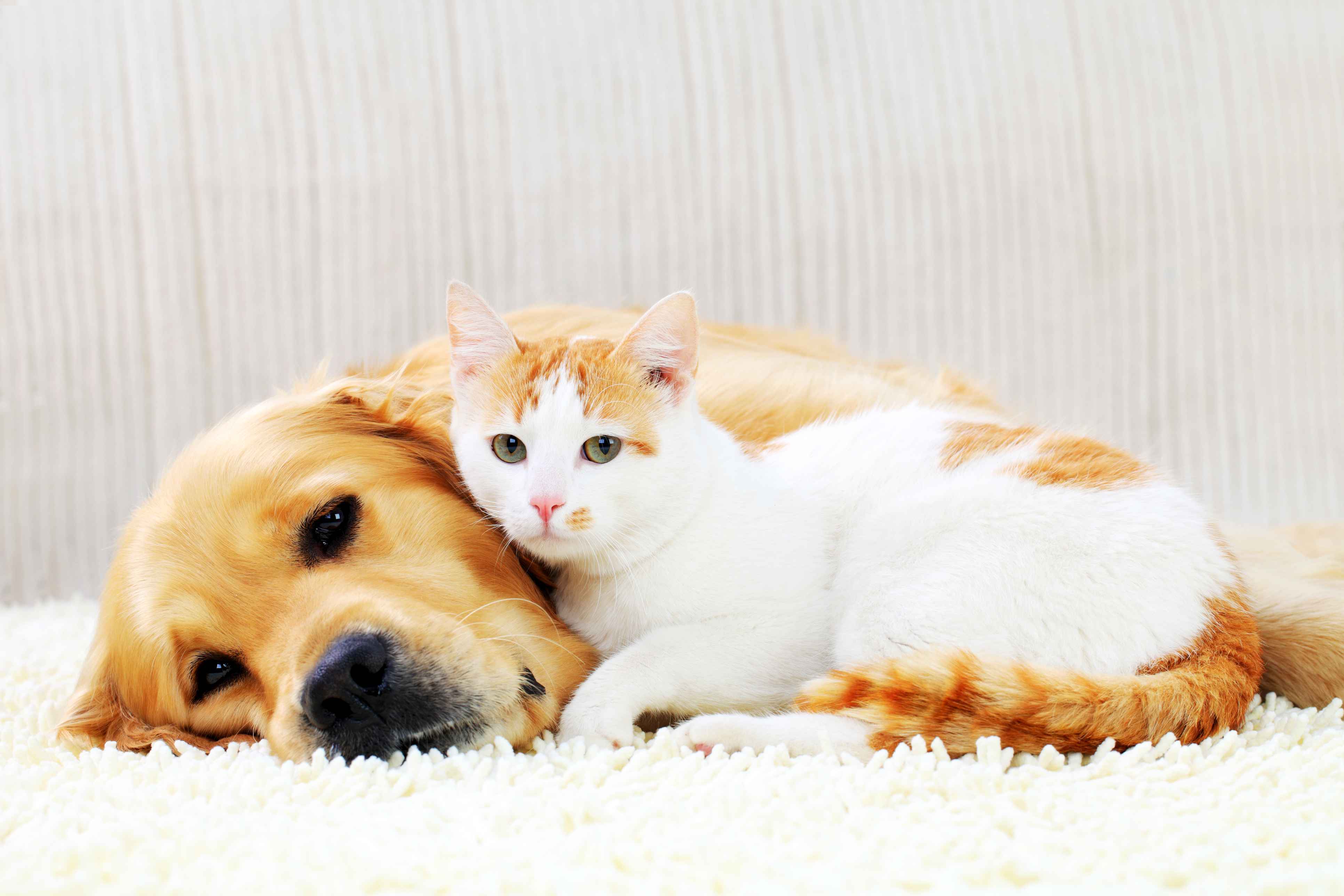 Slapp hund? Katten spiser ikke?