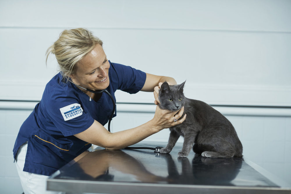 Veterinær undersøker katt fra snute til haletipp