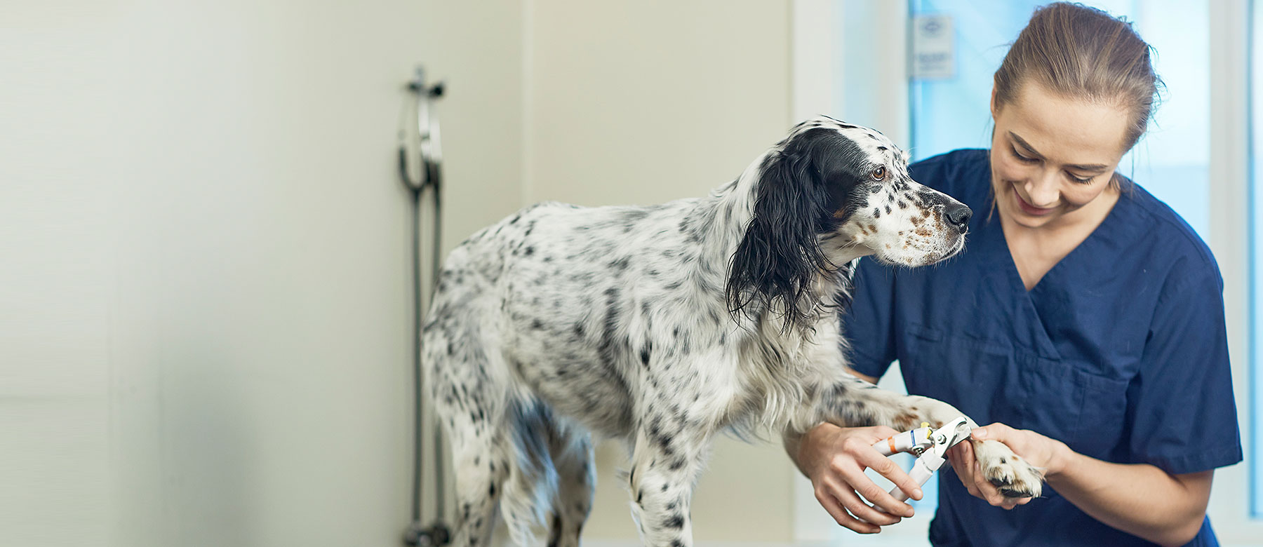 Hund får kloklipp hos Evidensia Sarpsborg Dyreklinikk