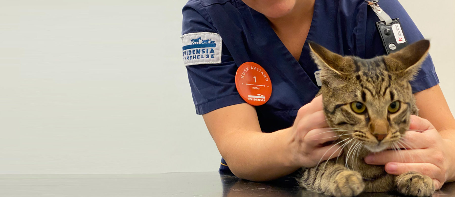 Dyrepleier undersøker katt