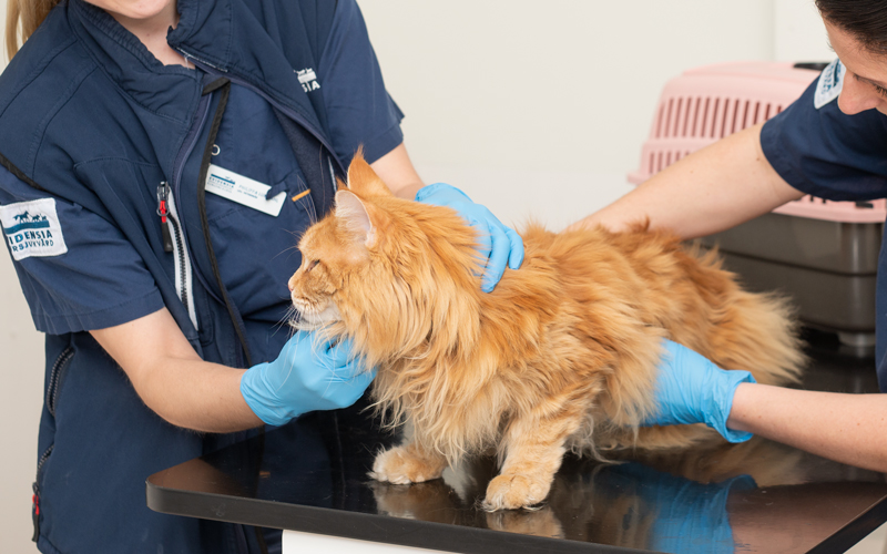 Katt som er til helseundersøkelse for blodgivning