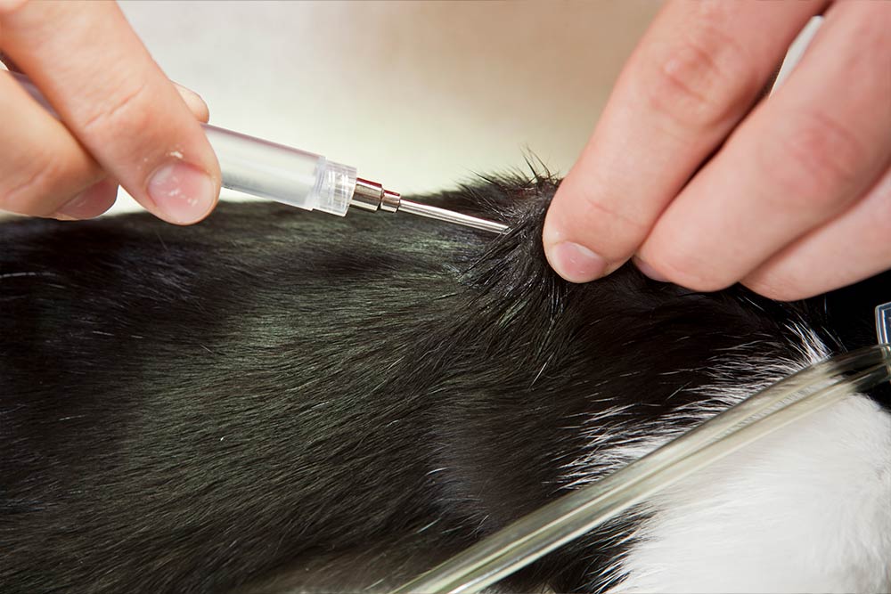 Veterinær injiserer ID-microchip i katt