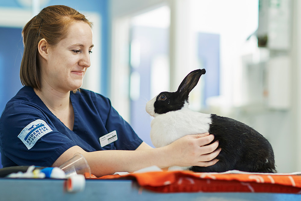 Veterinær undersøker kanin