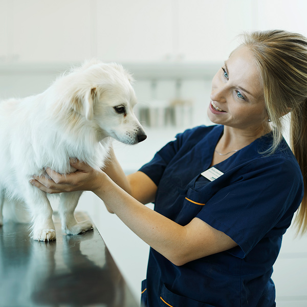 Dyrepleier undersøker hund