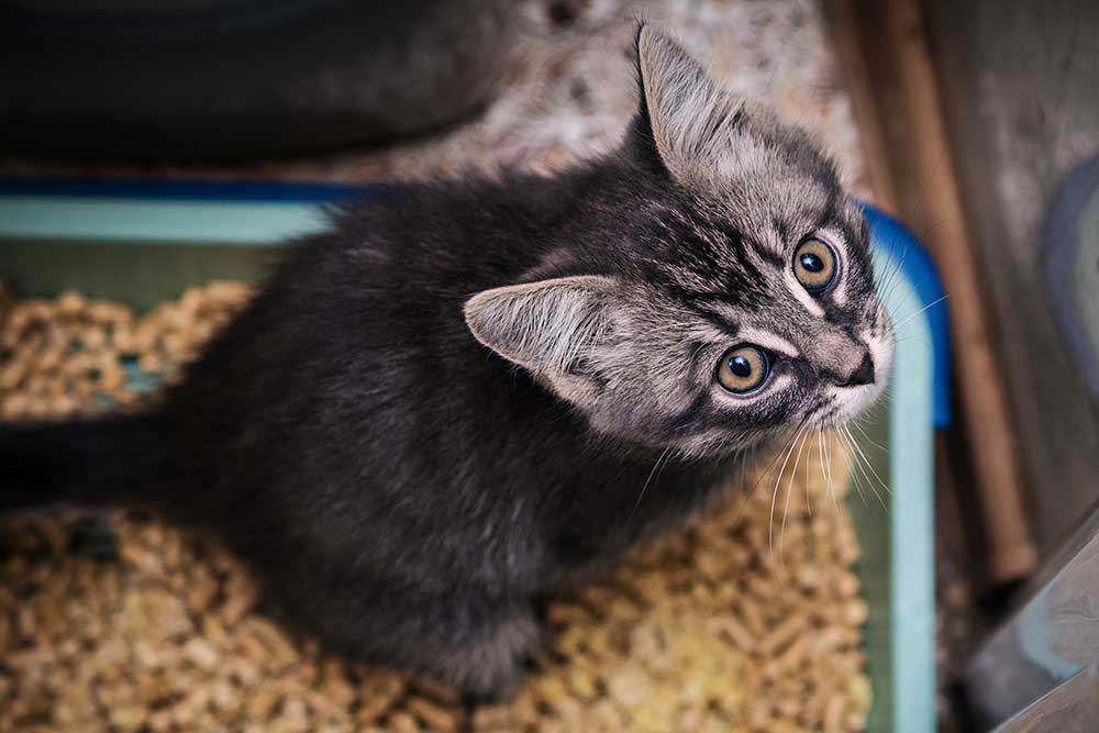 Katten tisser utenfor kattetoalettet – årsaker og råd