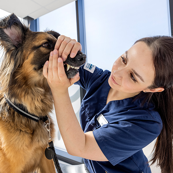 Veterinær gjør tannsjekk på hund
