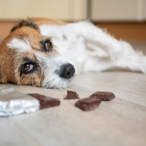 Sjokoladeforgiftning hos hund