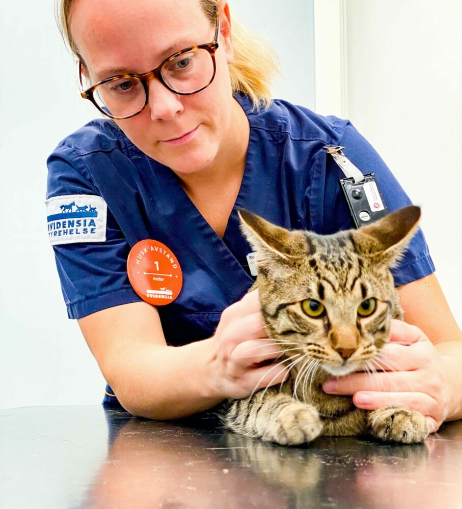 Vaksinering av katt