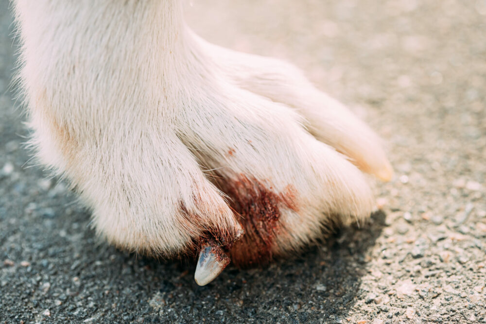 how-do-you-tell-if-your-dogs-nail-is-infected