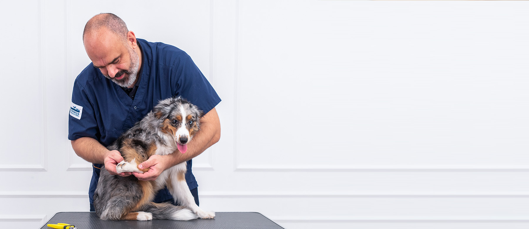 Veterinæren tipser om hvordan du gjennomfører en ukentlig sjekk av poter og klør på din hund