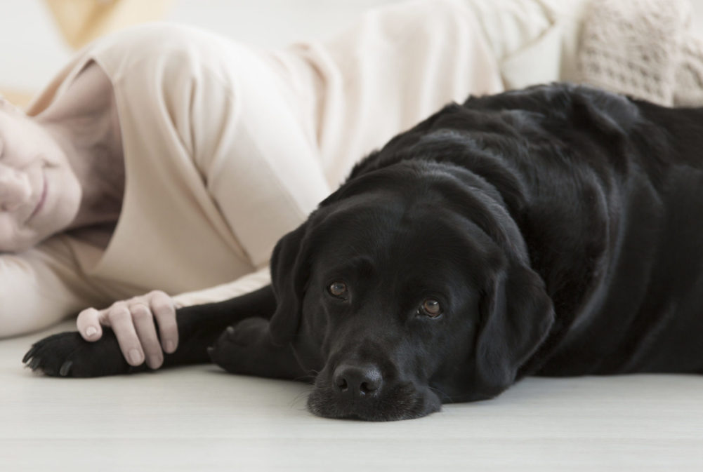 Hund - råd om forebyggende helse og sykdom Side 4 | Evidensia