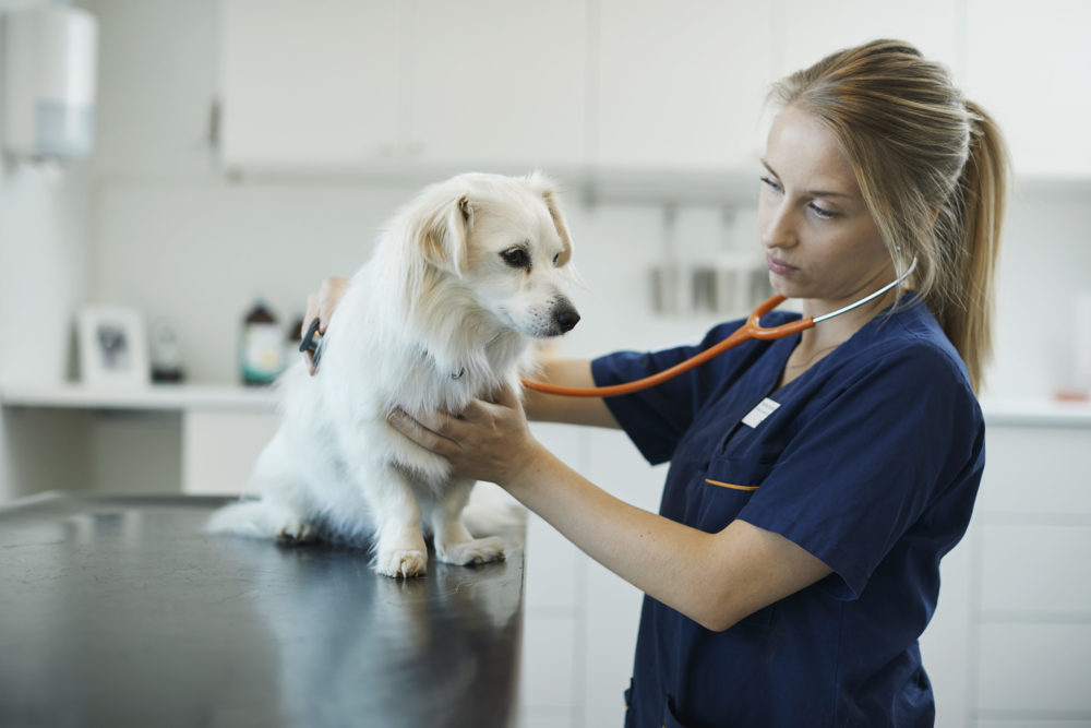 Dyrepleier lytter til hjertet hos en hund