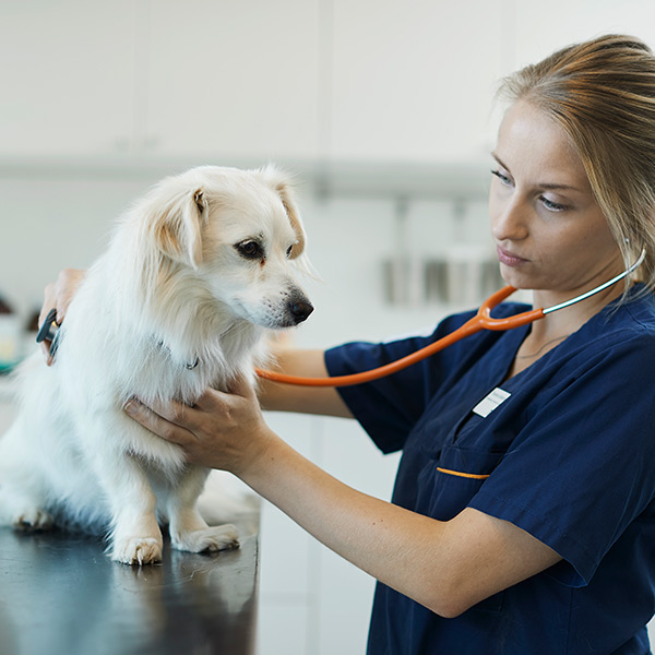 Dyrepleier lytter på hund