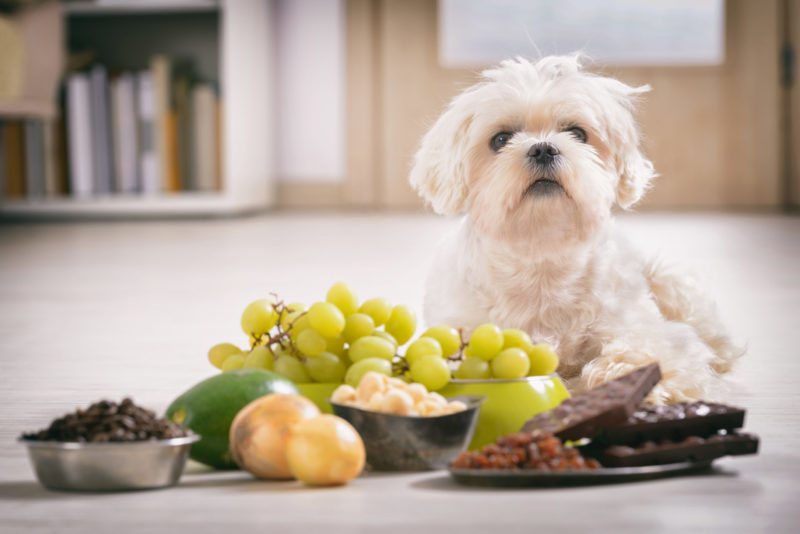 Slik unngår du forgiftning hos hund og katt