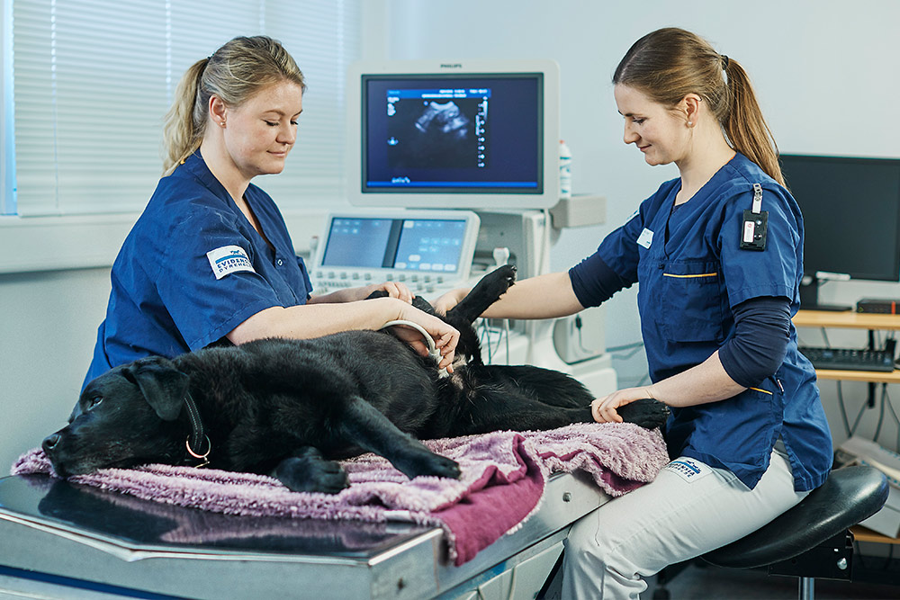 Ultralydundersøkelse av hund for å diagnostisere årsak