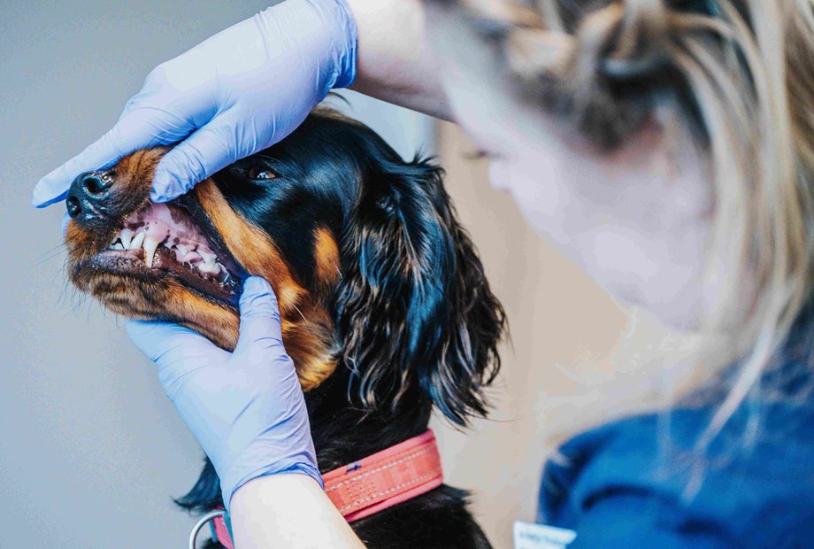 Veterinær utfører tannsjekk på jakthund