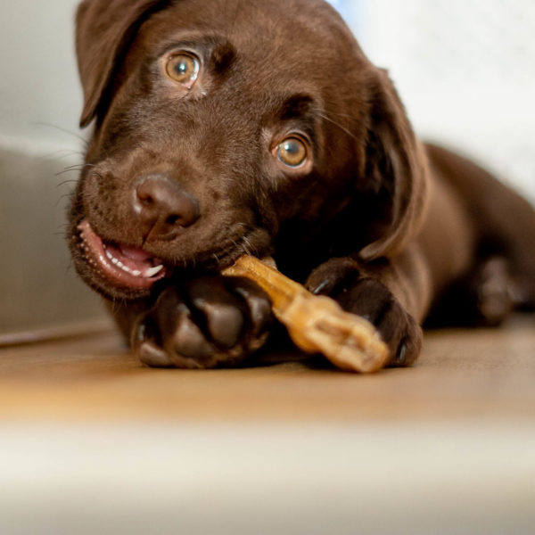Evidensias tannskole for hund - avsnitt 6