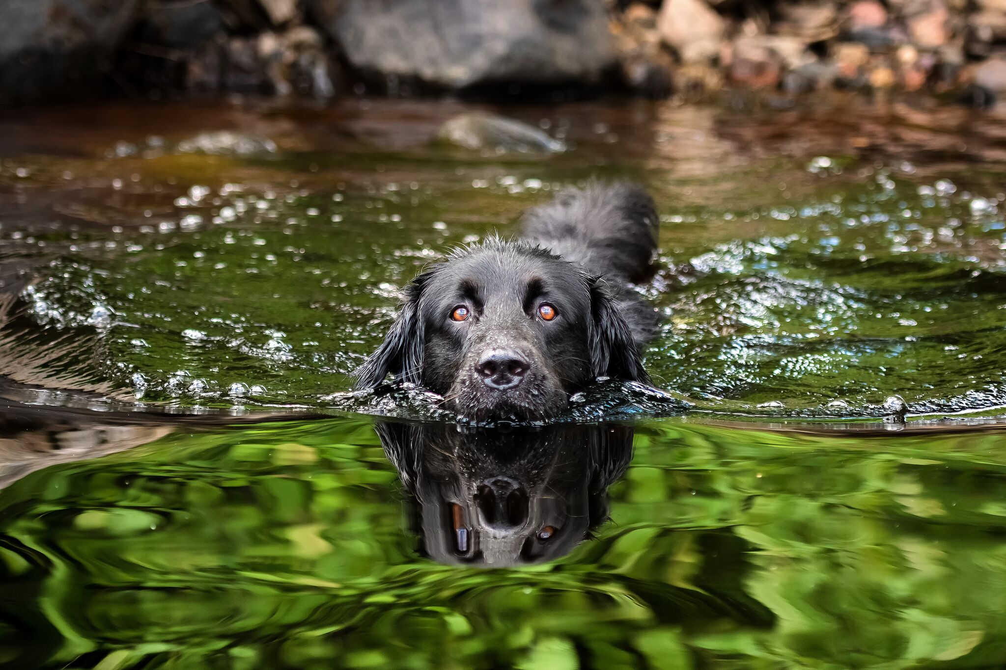 udstrømning vindue aflange 5 tips til aktivisering av hund i sommervarmen | Evidensia Dyrehelse