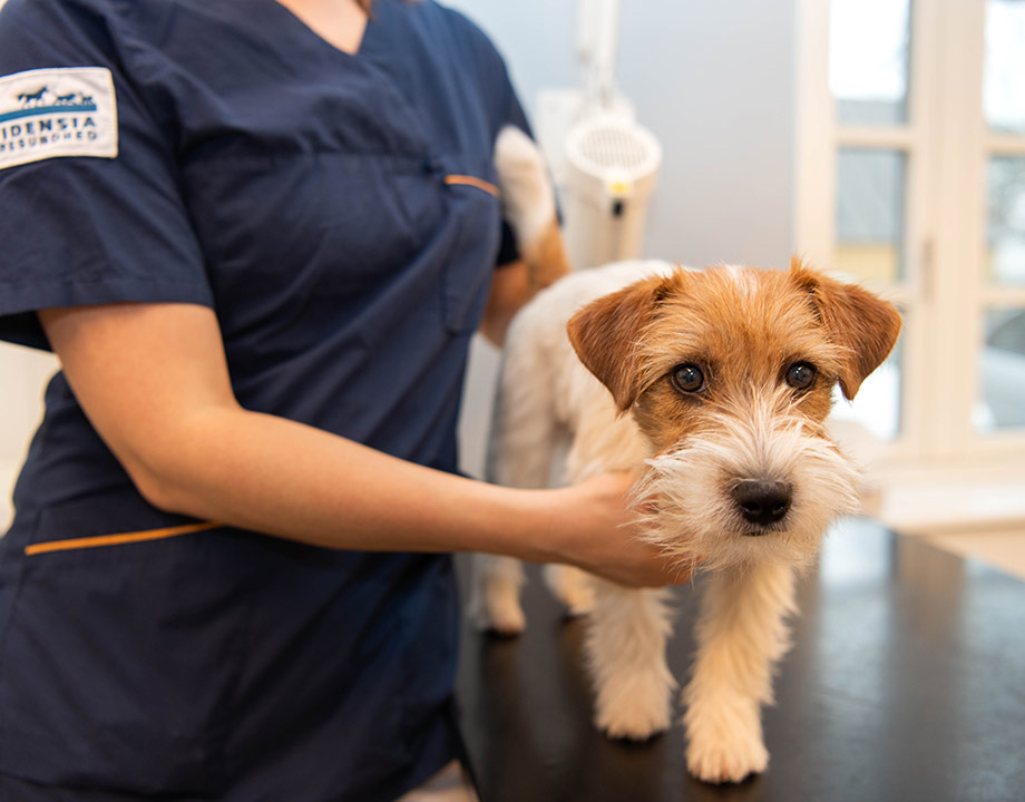 Veterinær utfører helseundersøkelse av hund