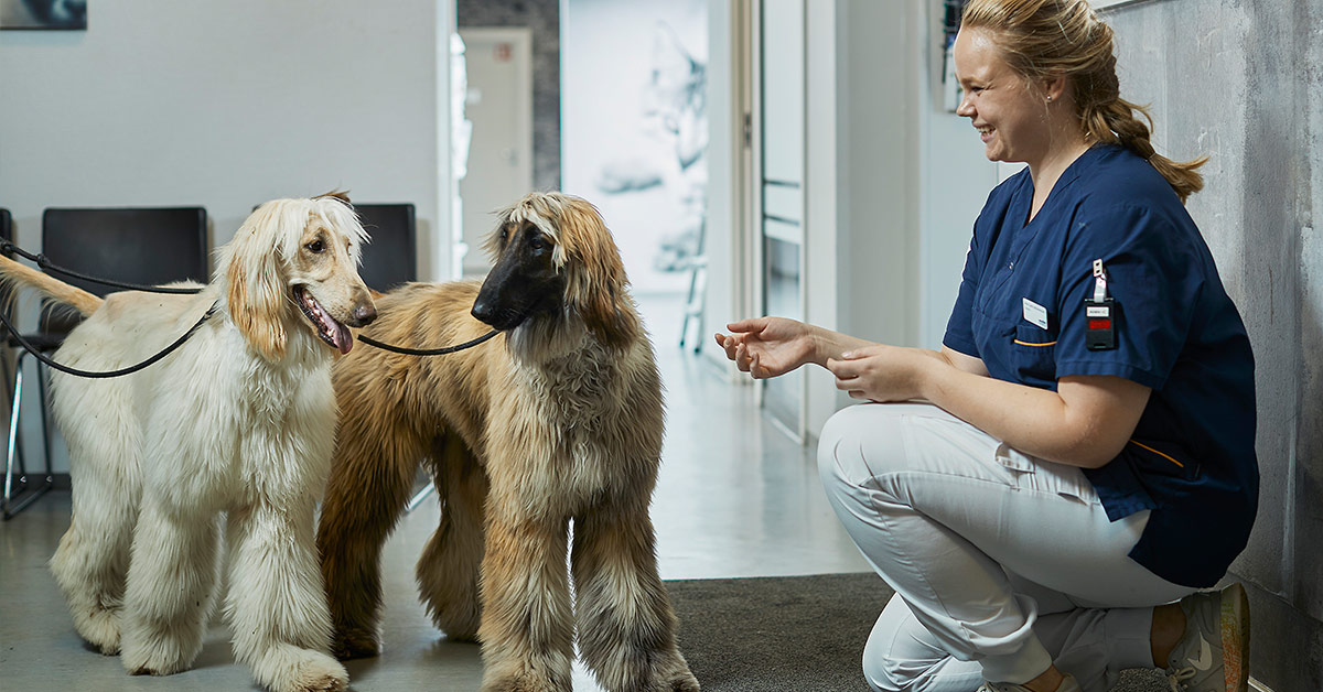 Dyrepleier koser med hund i resepsjonen