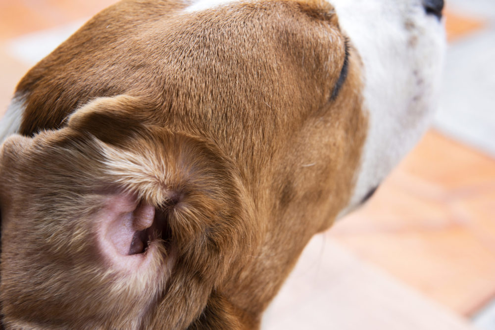 Bakterielle infeksjoner hos hund