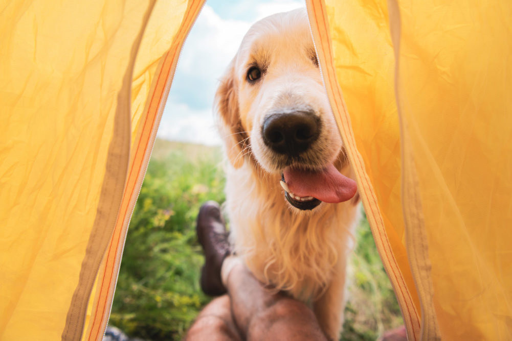 Hund på telttur om sommeren