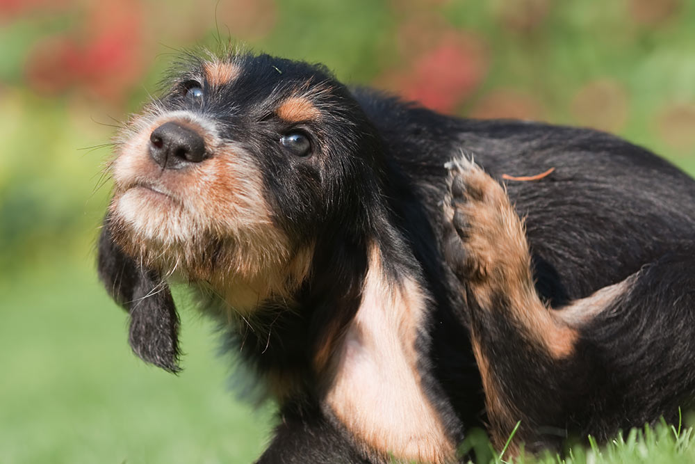 Ørebetennelse hos hund – symptomer og årsaker