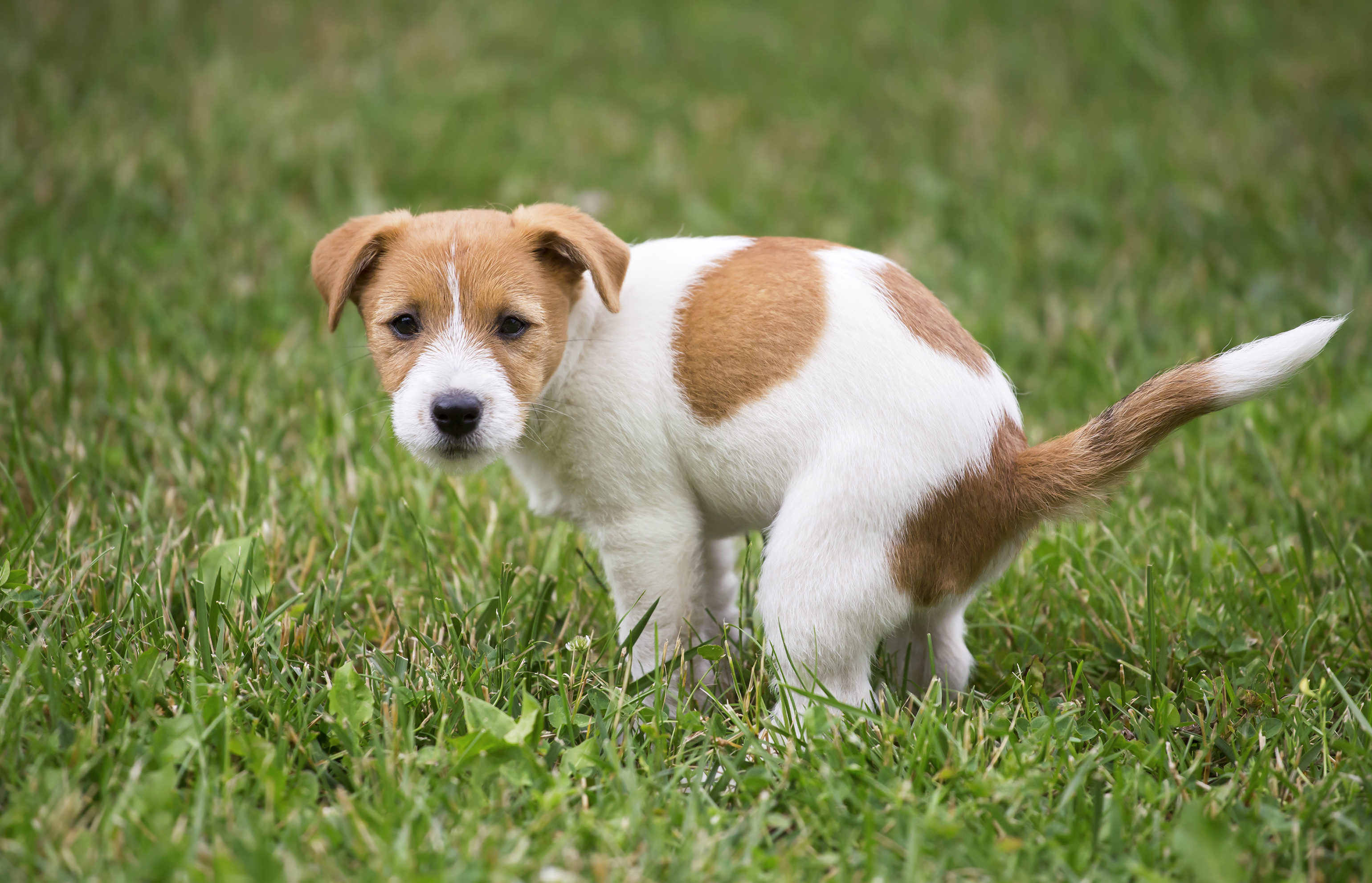 Giardia | Evidensia