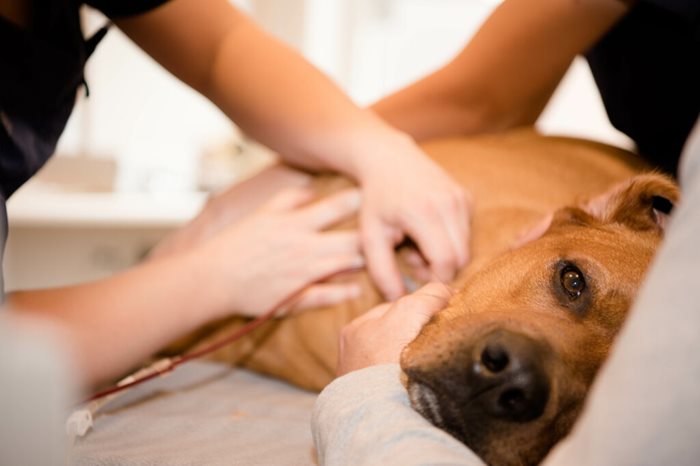 Hund som tapper blod til blodbanken