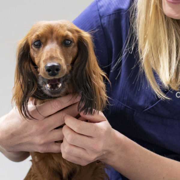 Evidensias tannskole for hund - avsnitt 1