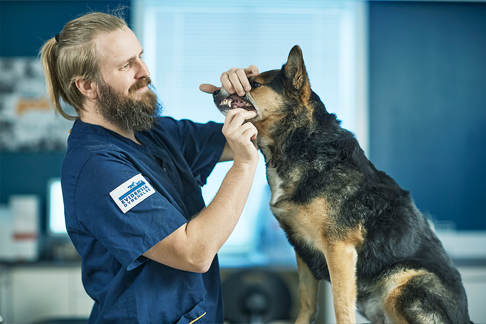 Veterinær sjekker tenner på hund