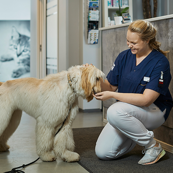 Dyrepleier koser med hund i resepsjonen hos en Evidensia dyreklinikk