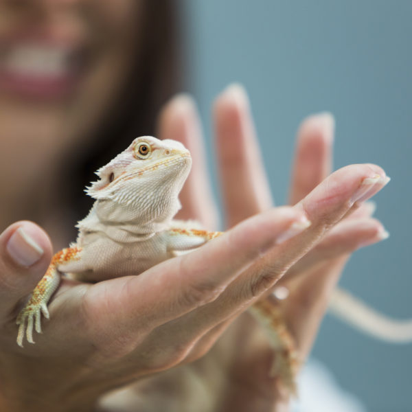 Veterinær holder en skjeggagam