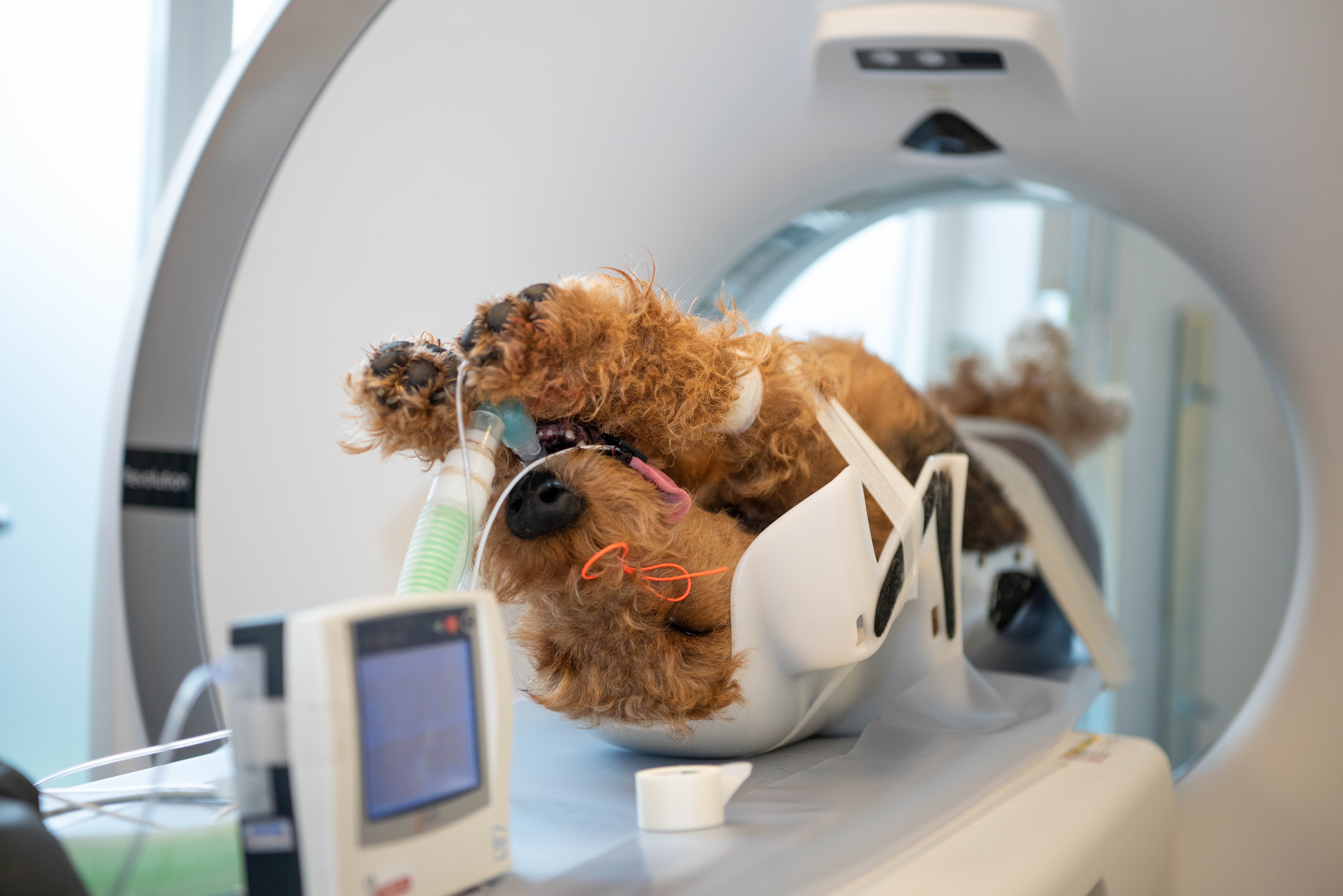 Våre dyreklinikker er velutstyrte og vi kan også tilby CT-røntgen ved vårt største dyresykehus i området